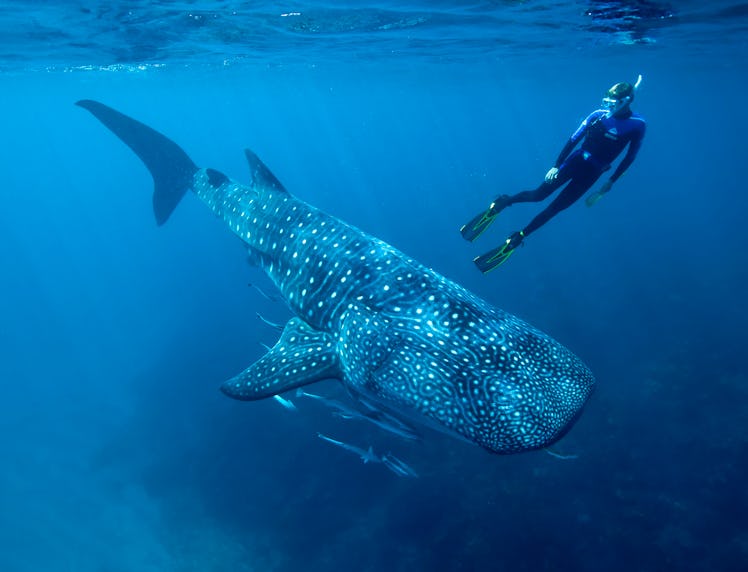 Whale shark underwater that survived the Cold War