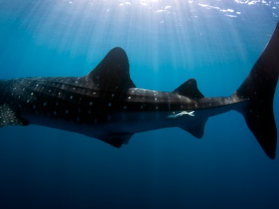 A whale shark underwater