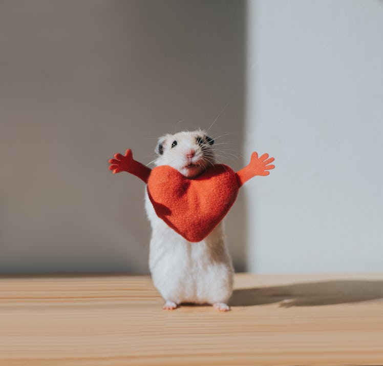 A hamster with a red heart sign on his chest
