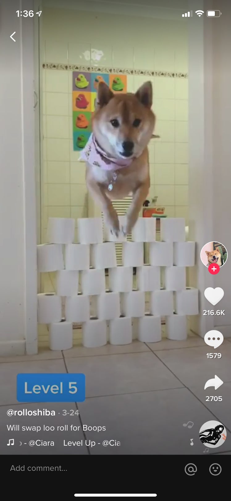 A dog leaps over a stack of toilet paper rolls for a TikTok challenge.