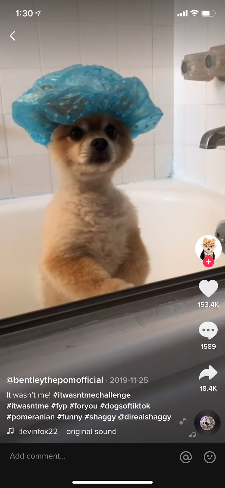 A dog sits in a bathtub while wearing a shower cap and recording a video for TikTok.