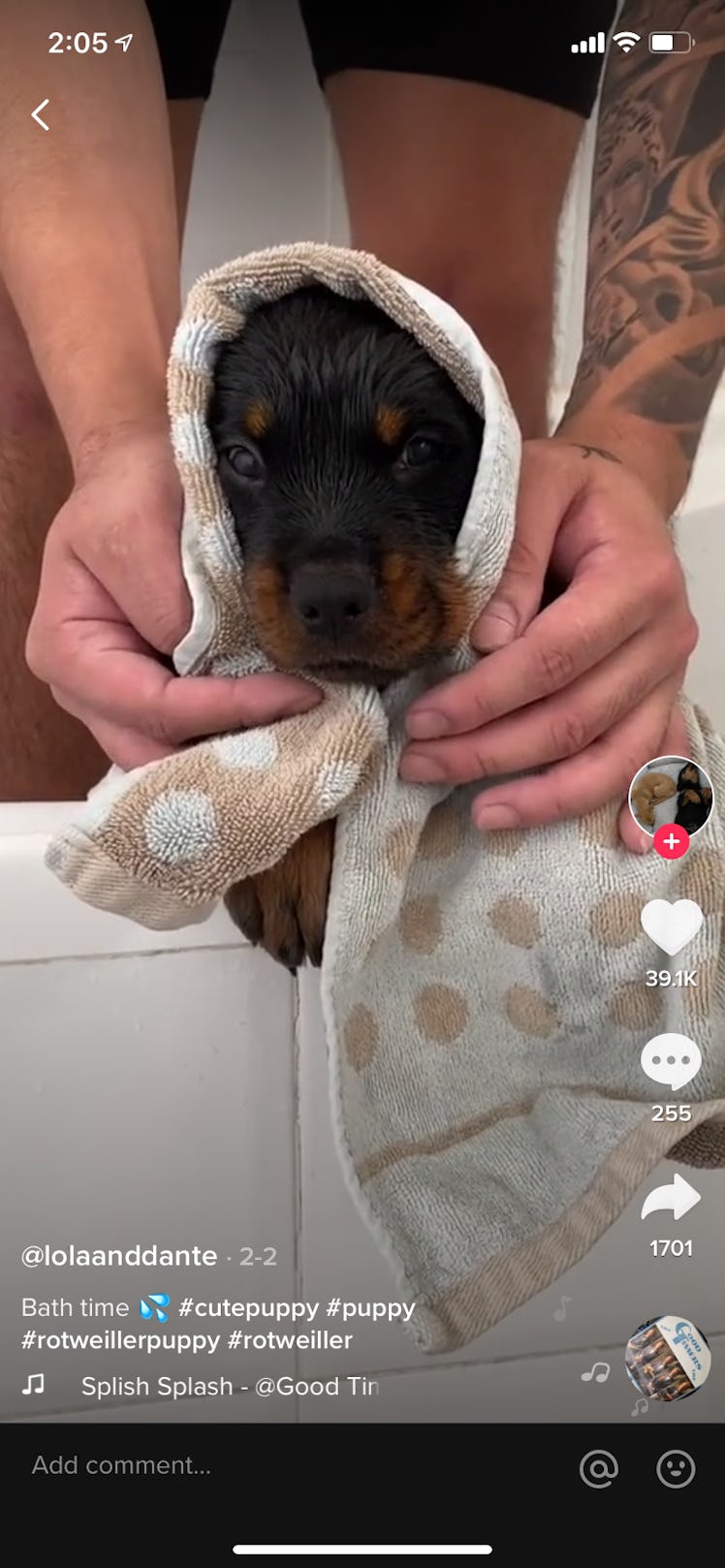 A puppy is wrapped up in a towel after taking a bath.