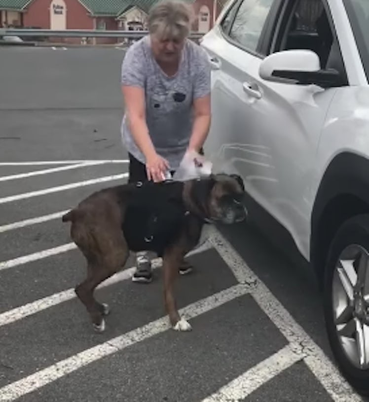 This dog is delivering wine to customers.