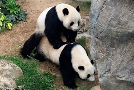 Giant pandas in Ocean Park, Hong Kong are mating for the first time in 10 years.