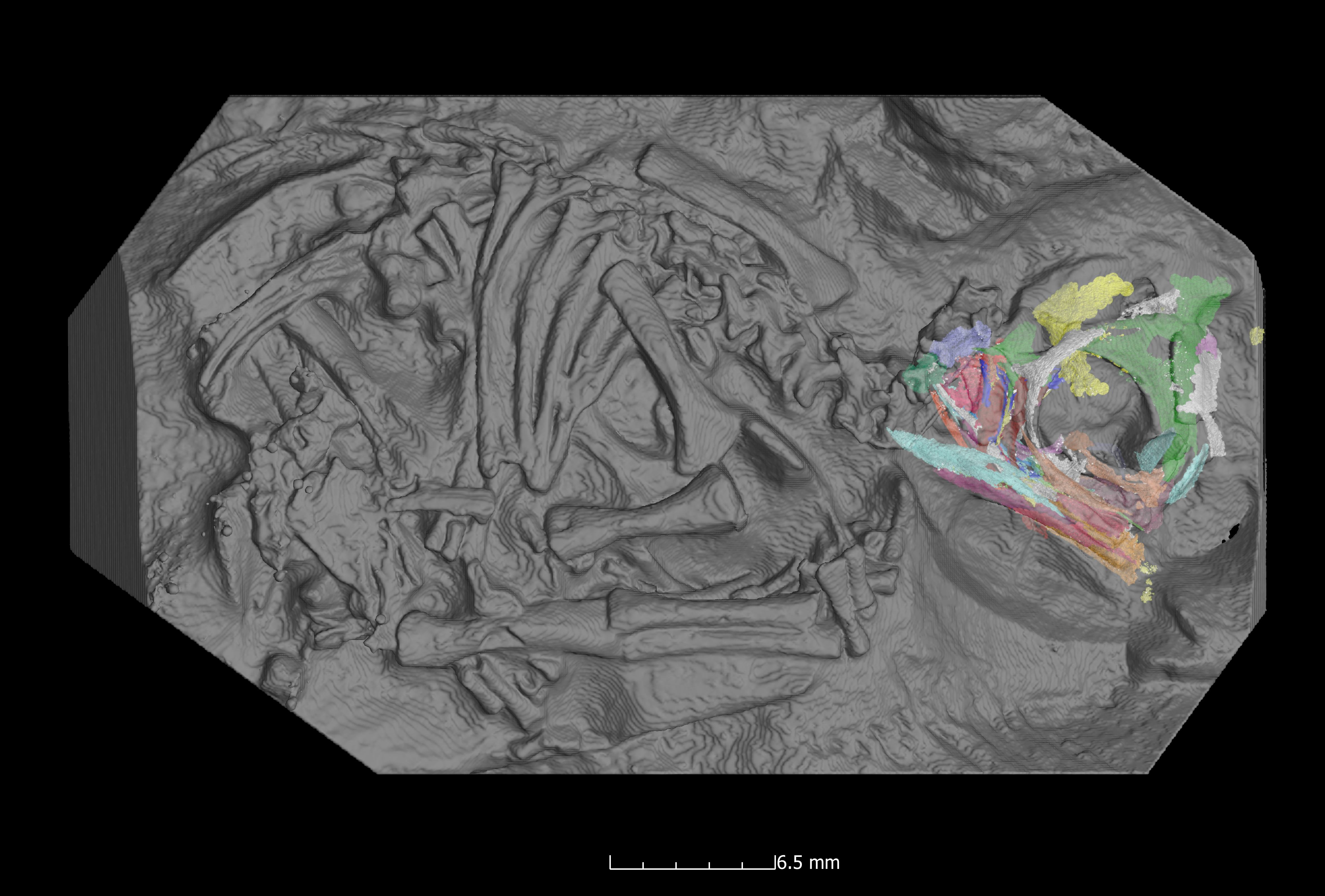 X-rays reveal a surprise inside 200 million-year-old dinosaur eggs