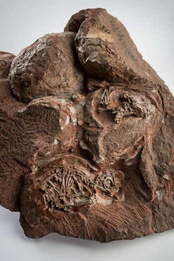 dinosaur eggs discovered in 1976 in Golden Gate Highland National Park, South Africa
