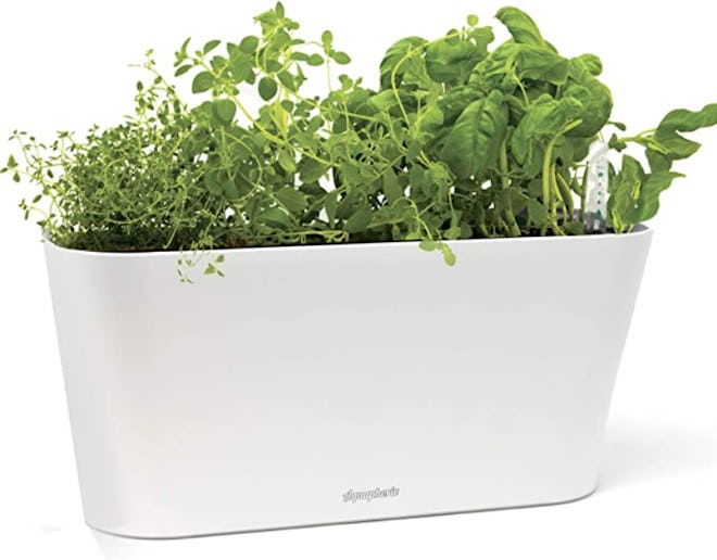 Window Garden Aquaphoric Herb Garden Tub