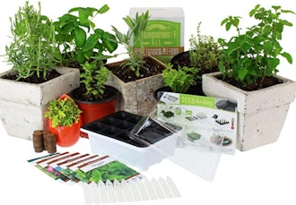 Mountain Valley Seed Company Medicinal & Herbal Tea Indoor Herb Garden Starter Kit