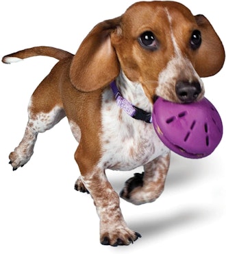 PetSafe Busy Buddy Twist 'n Treat, Treat Dispensing Dog Toy