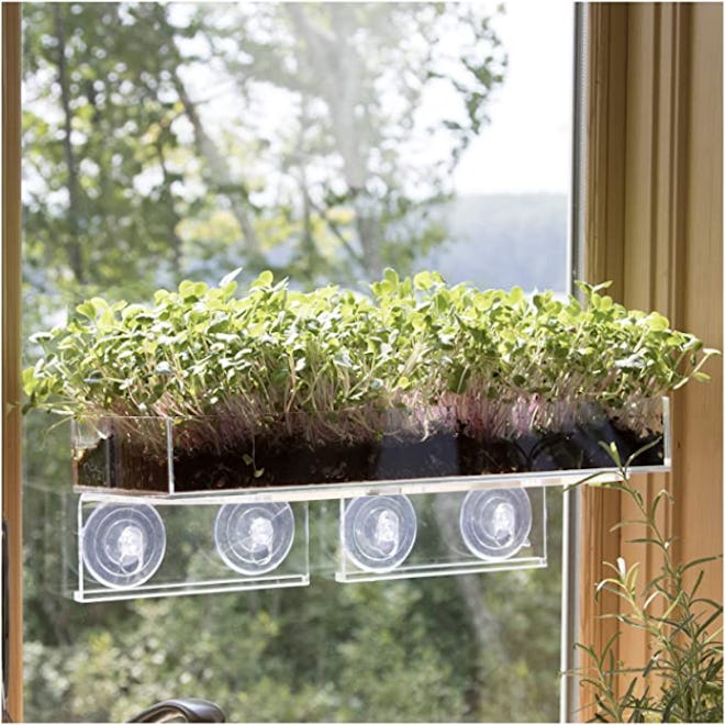 Window Garden Microgreens Bundle