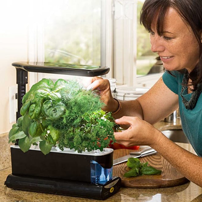 AeroGarden Sprout