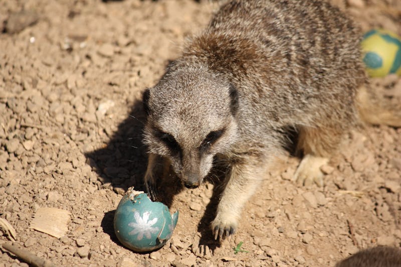 Meerkat in London Zoo on an Easter Egg hunt