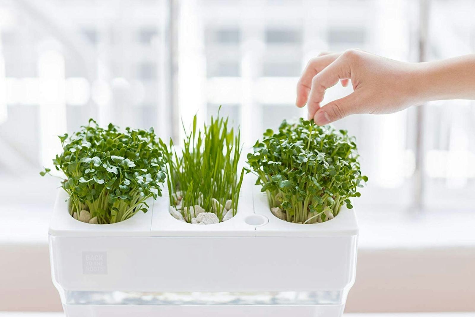 Indoor Herb Gardens Uk - How To Grow Hydroponic Herbs