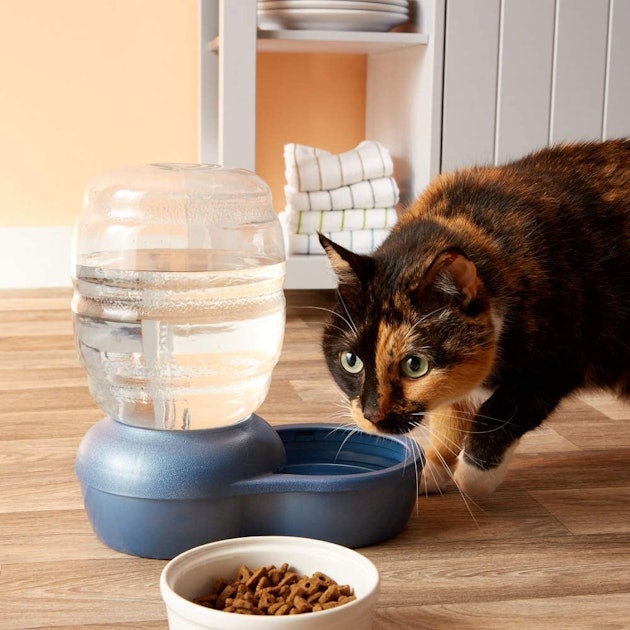 Review Cat Fountain By Wet Whiskers Fountains Catsprayingapplecider Cat Fountain