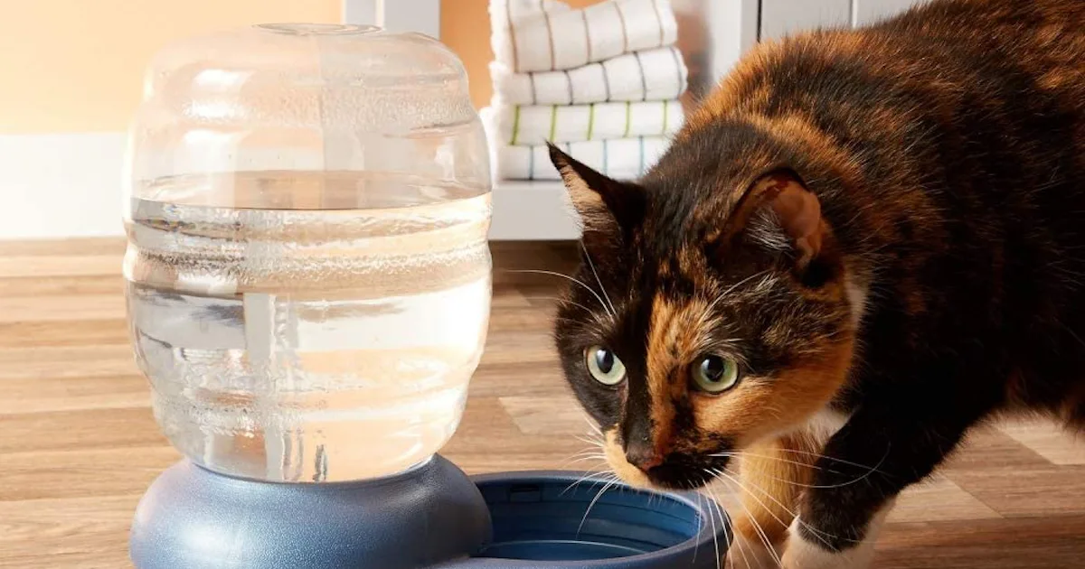 best cat food bowls to prevent whisker fatigue best cat food bowls to prevent whisker fatigue