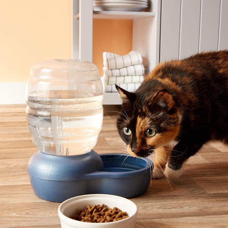 best cat dishes best cat dishes