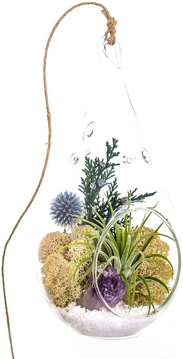 Bliss Gardens Air Plant Terrarium Kit