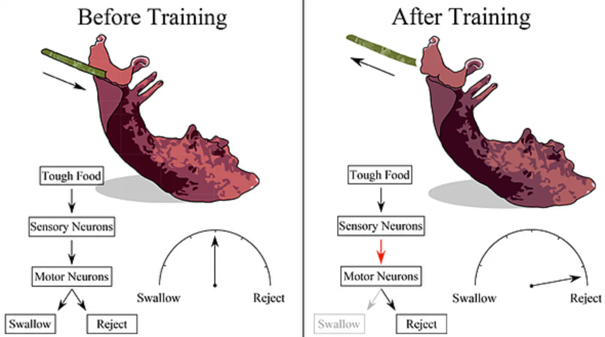 Slug Experiments Sea slug study explains what happens when a human brain learns