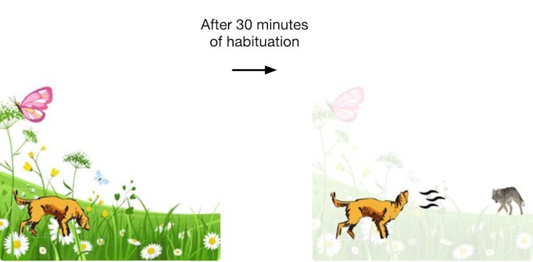 dog habituation