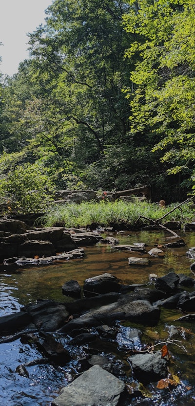 River running through a forest 