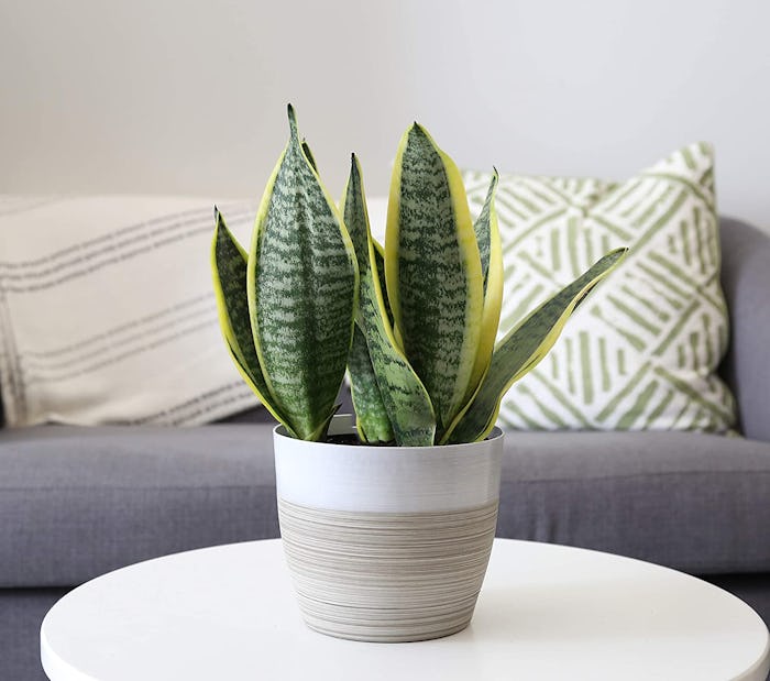 Costa Farms Snake Plant