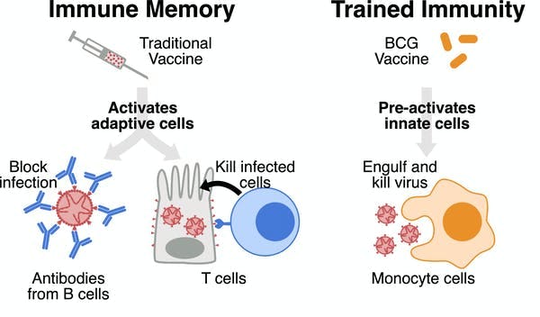 BCG: Could A 100-year-old Vaccine For Tuberculosis, Protect Against ...