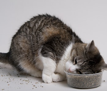 Catnip S Double Evolution Explains Why Cats Love This Plant