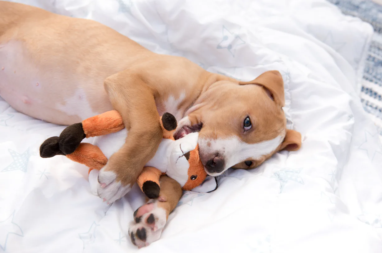 The 7 Best Silent Squeak Dog Toys In 2022