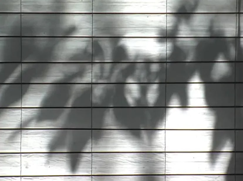 Wind-animated foliage shadows cast on a sun shade. 