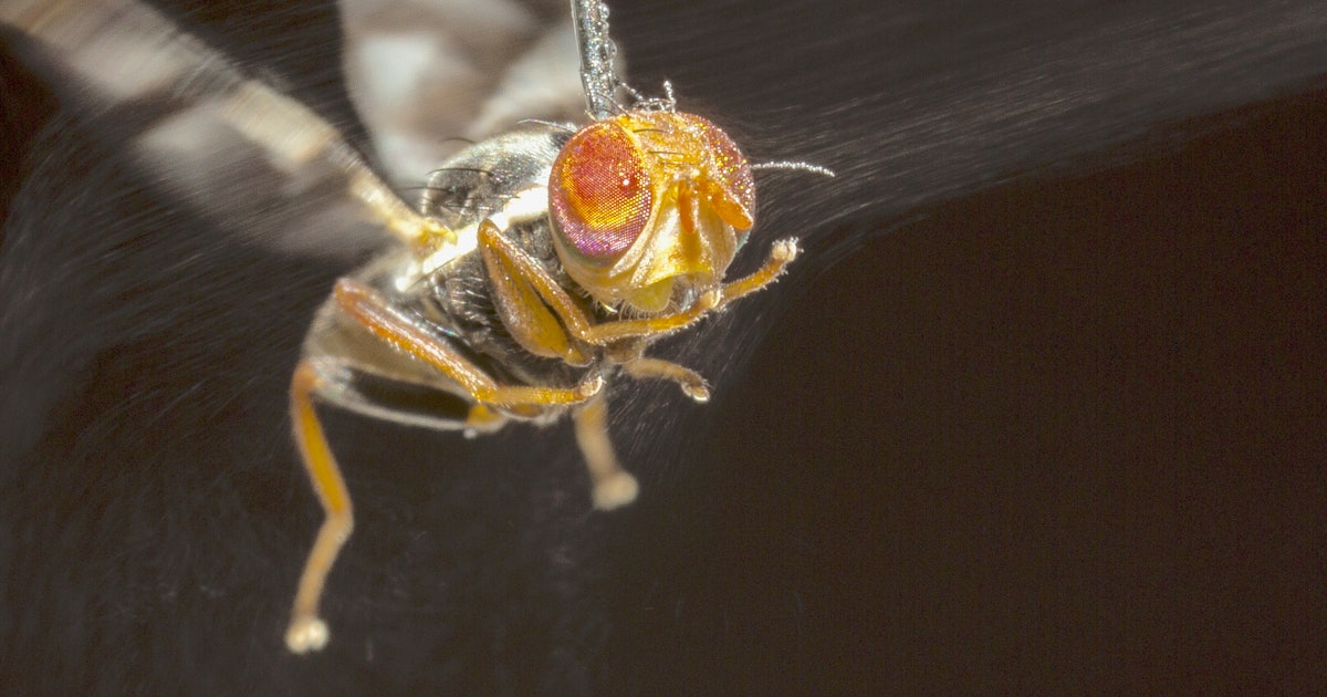 These insects are annoying, but they might just save your life