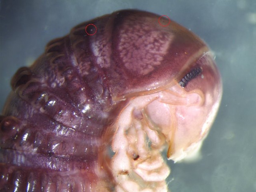 A new parasite that attaches to the genitals of its host has been discovered on Twitter