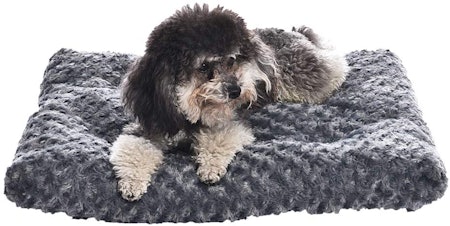 https://imgix.bustle.com/uploads/image/2020/5/19/c10566bc-6d59-4615-bf3f-54af2b4374a5-best-budget-bed-for-small-dogs.jpg?w=450&fit=crop&crop=faces&auto=format%2Ccompress&cs=srgb&q=70