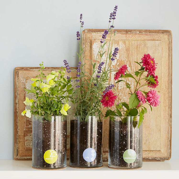 Uncommon Goods Birth Month Flower Kit
