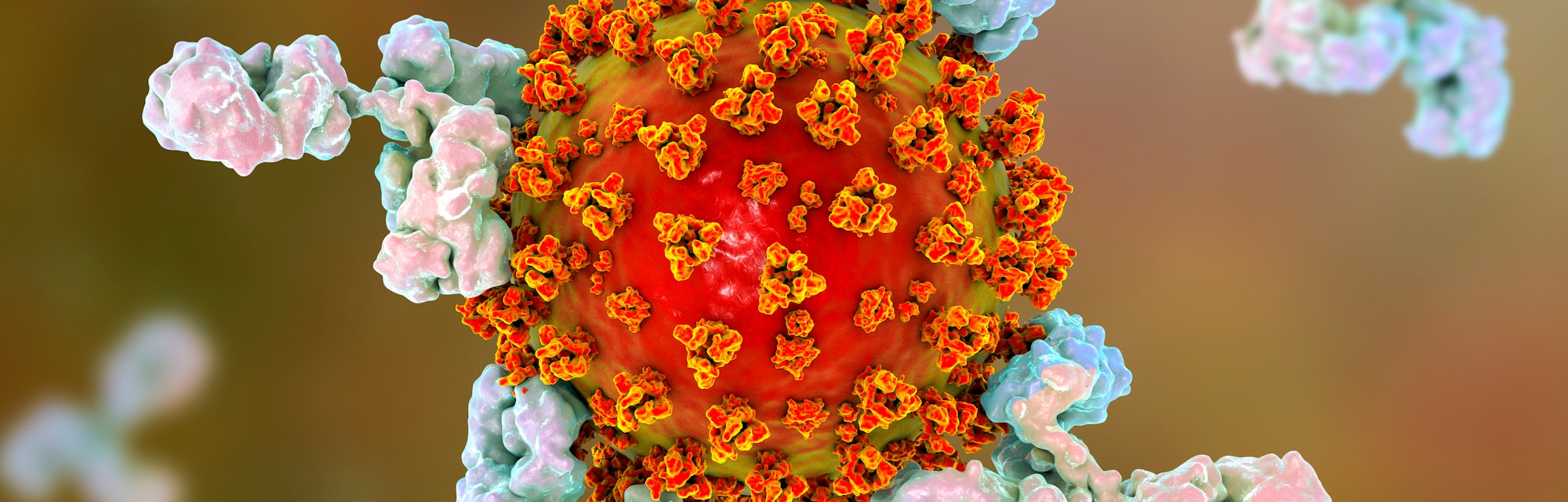 how do i get the antibody test for covid 19 how do i get the antibody test for covid 19