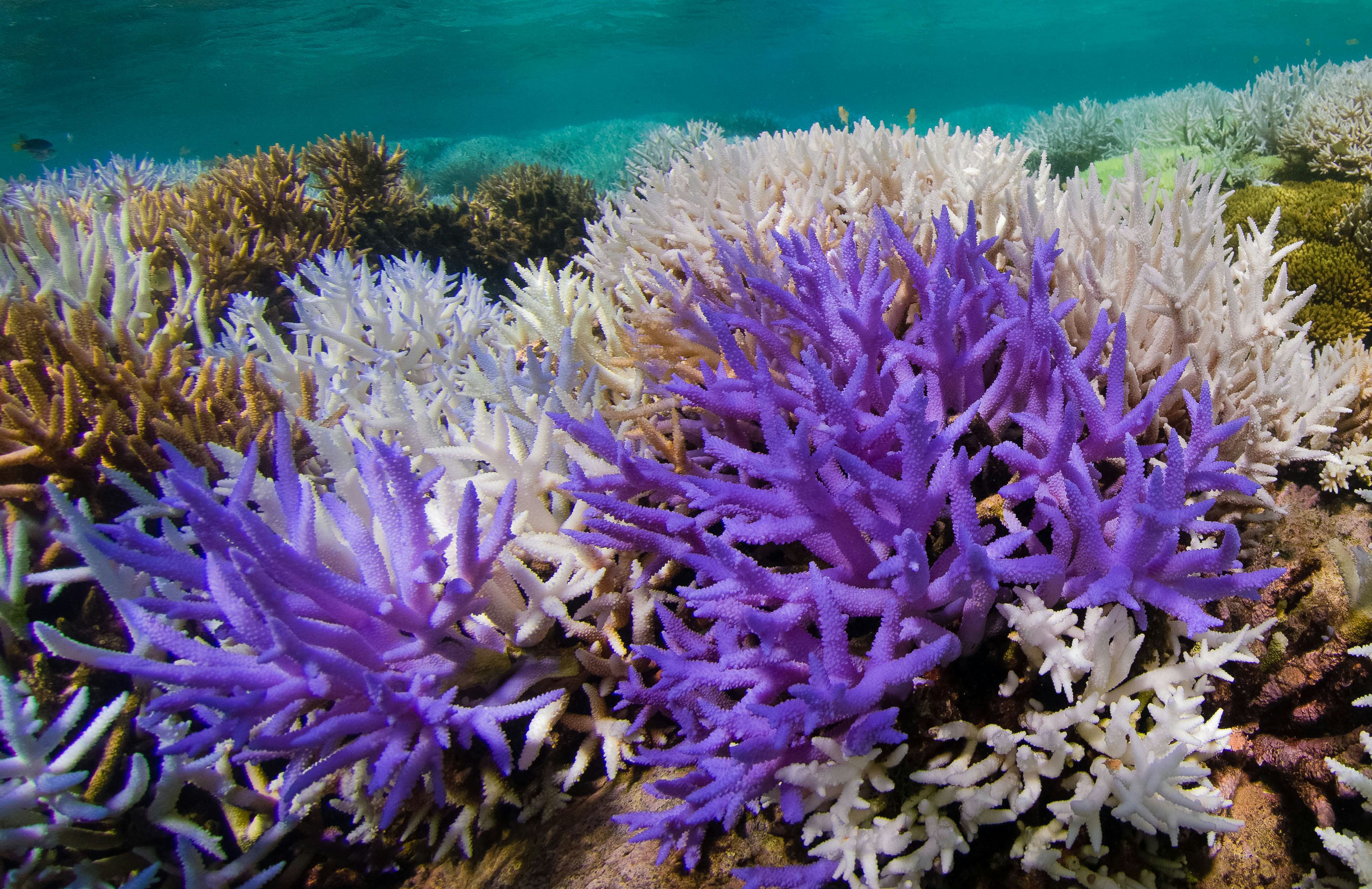 Vibrantly colorful coral revealed as a last ditch survival response