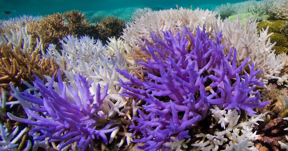 Vibrantly colorful coral revealed as a last-ditch survival response - Inverse