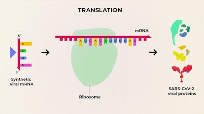 Rather than provide a vaccine made from viral proteins, Moderna’s COVID-19 vaccine is composed of sy...