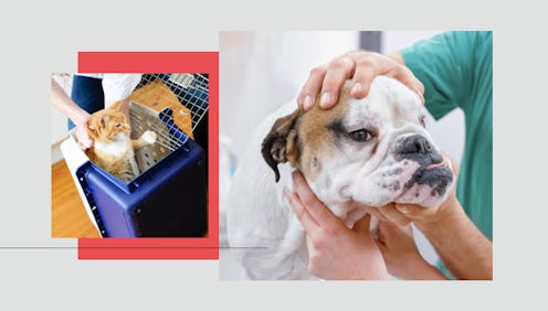 A cat in a pet carrier and a bulldog at the vet. Coronavirus caused a boom in pet adoptions, but vet...
