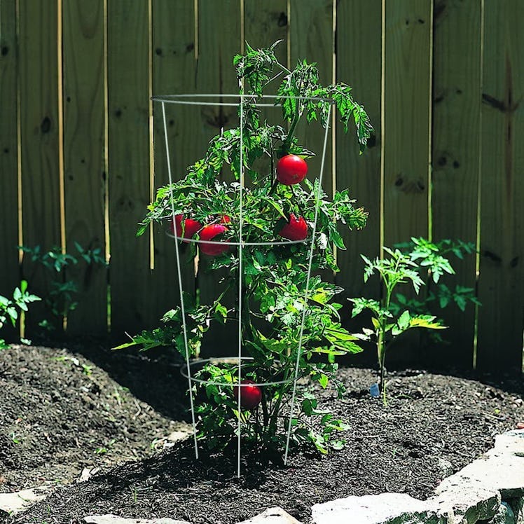 Panacea Products 89723 Tomato and Plant Support Cage