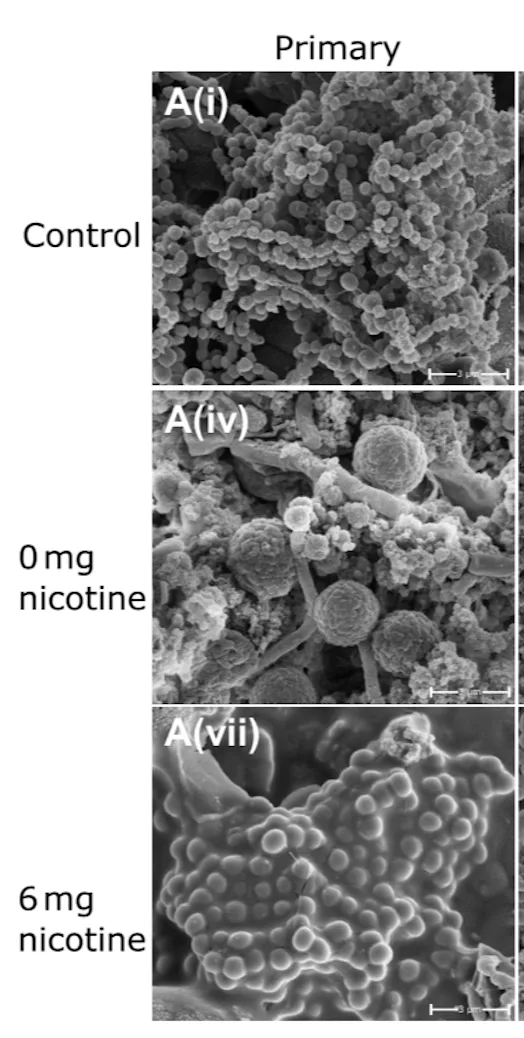 Vaping creates a "slime-cloak" in the mouth in record time, experiment shows Vaping creates a "slime-cloak" in the mouth in record time, experiment shows