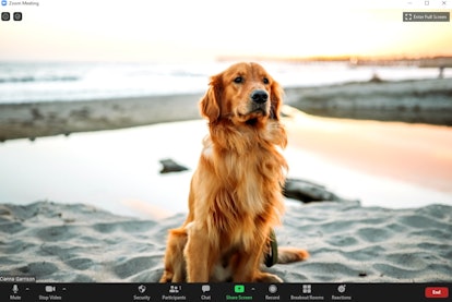 These 18 dog Zoom backgrounds will bring some cuteness to your calls.