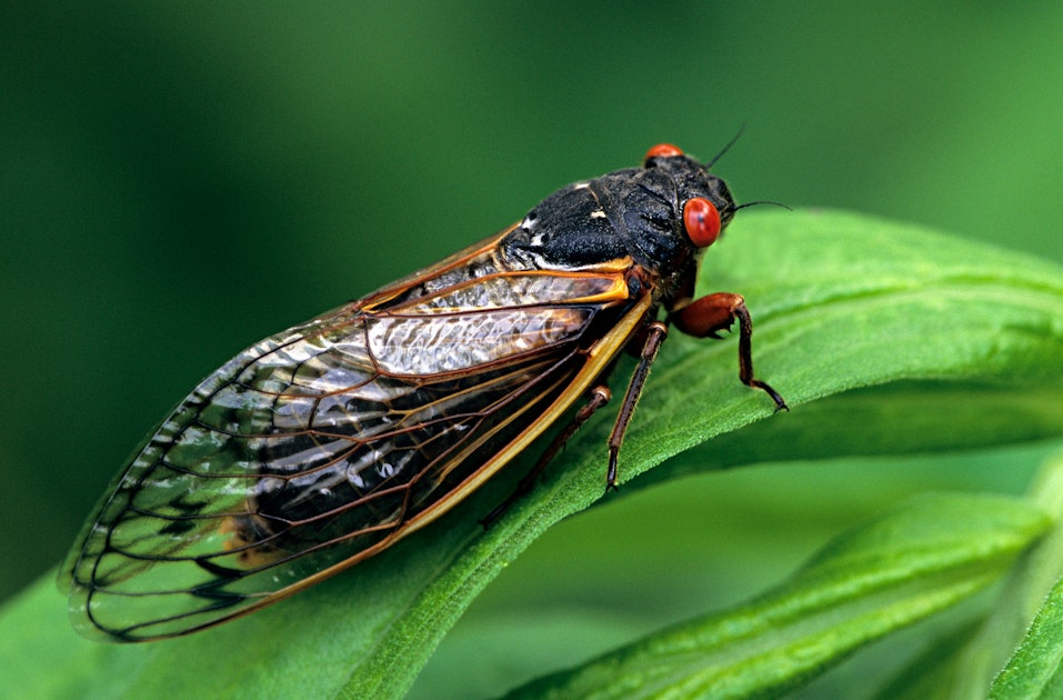 Brood IX Why 2020's cicada visit will be different than past arrivals