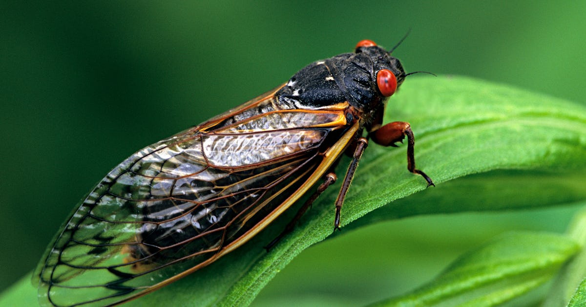Brood IX Why 2025's cicada visit will be different than past arrivals