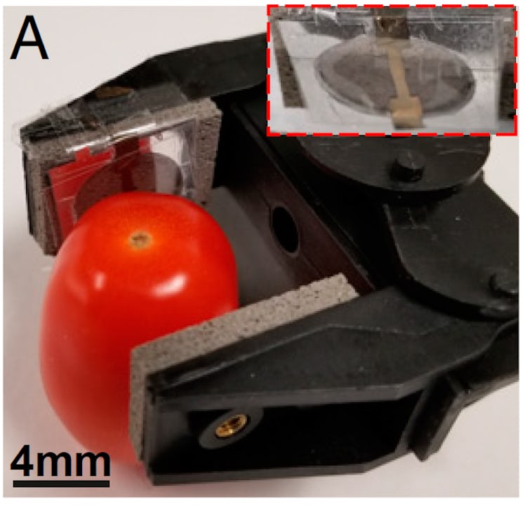 A robot gripper holding a tomato.