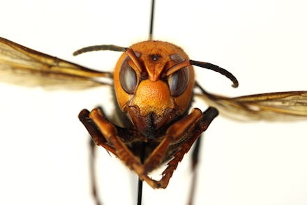 An asian giant hornet, otherwise known as murder hornet.