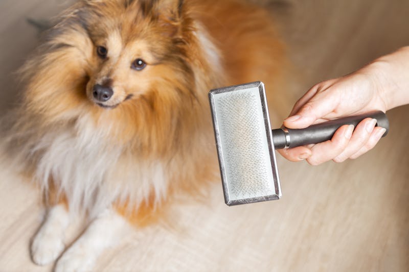 The 4 Best Dog Brushes For Long Hair