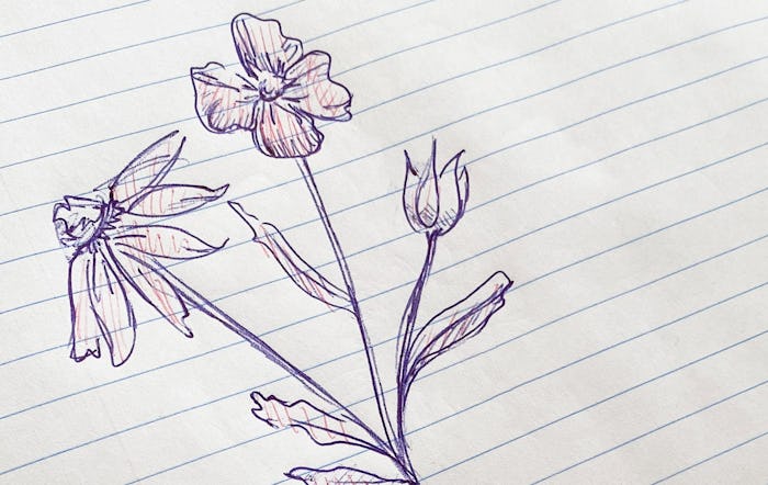 an ink drawing of flowers on lined paper