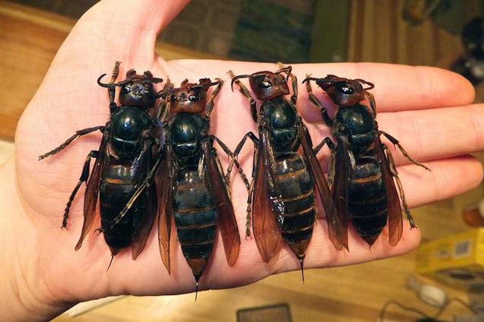 “murder Hornets Explained Their Scariest Threat Is Not Their Venomous