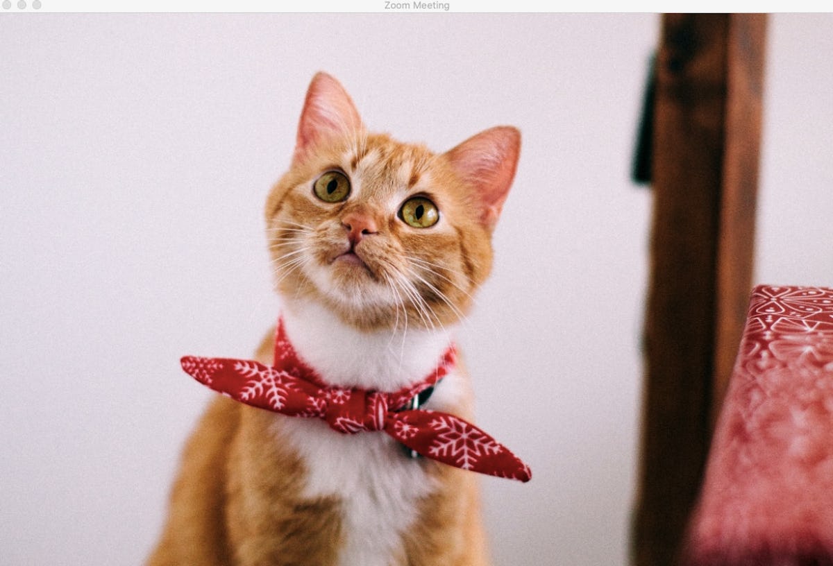 16 Cat Zoom Backgrounds That Are Purrfect For Your Next Video Chat