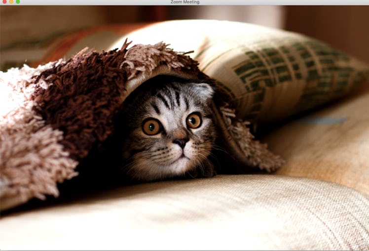 These cat Zoom backgrounds will bring some cuteness to your next meeting.